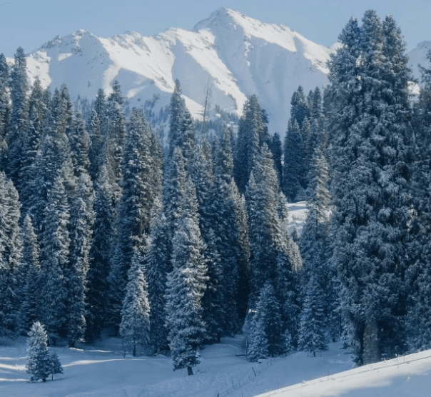 xinjiang polar foest.png xinjiang polar foest.png