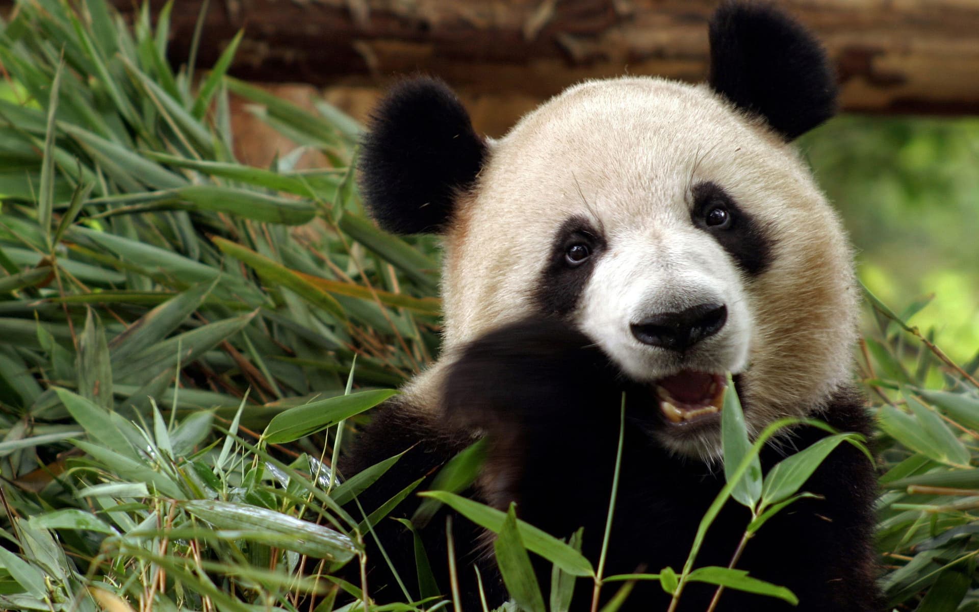 chinese-giant-panda chinese-giant-panda