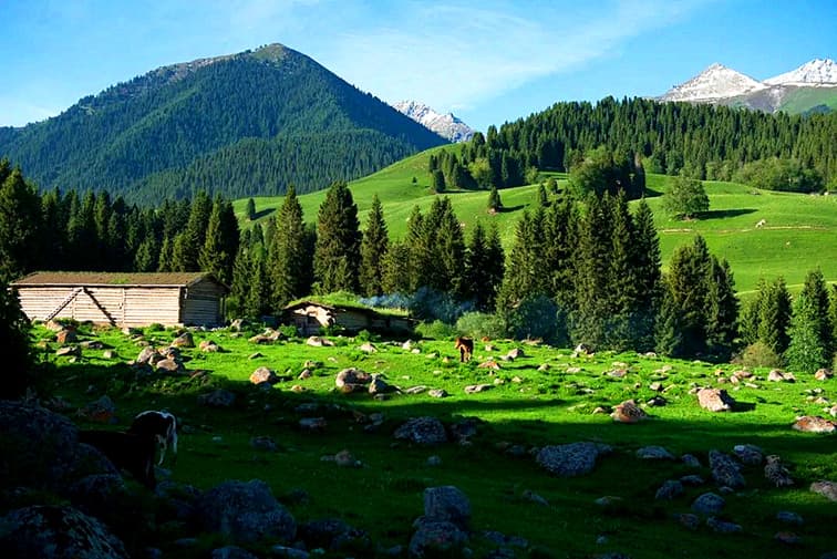 qiaxi-grassland-1 qiaxi-grassland-1