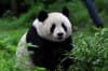 sichuan sichuan