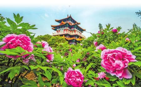 luoyang-peony-festival luoyang-peony-festival