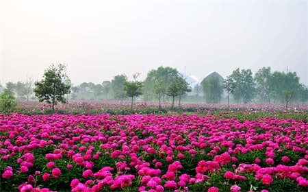best-time-to-visit-luoyang best-time-to-visit-luoyang