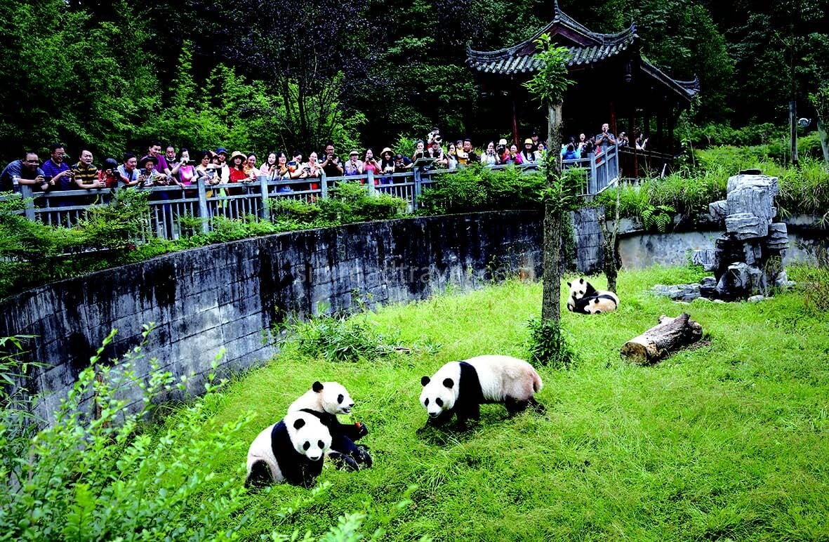 12-days-china-tour-from-chengdu-to-zhangjiajie-with-yangtze-river-cruise 12-days-china-tour-from-chengdu-to-zhangjiajie-with-yangtze-river-cruise
