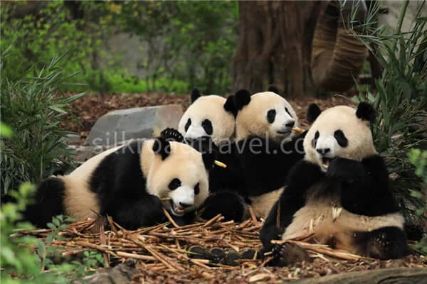 panda panda