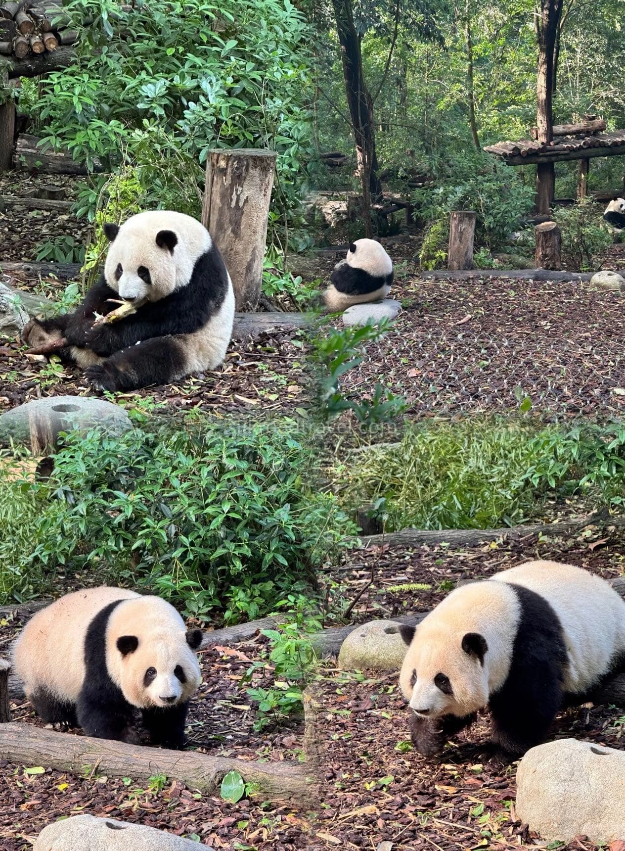 chengdu-research-base-of-giant-panda-breeding chengdu-research-base-of-giant-panda-breeding