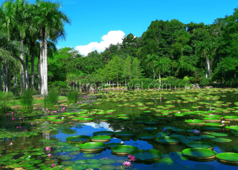 menglun-botanical-garden menglun-botanical-garden