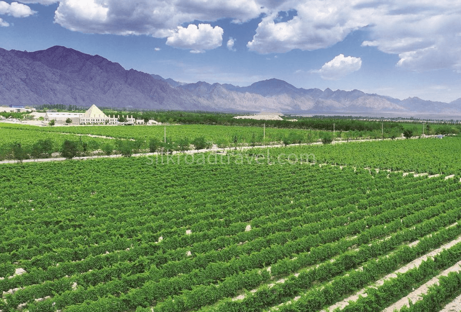 vast-vineyards-at-the-eastern-foot-of-helan-mountain vast-vineyards-at-the-eastern-foot-of-helan-mountain