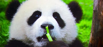 7-days-chengdu-tour-to-mount-emei-and-jiuzhaigou 7-days-chengdu-tour-to-mount-emei-and-jiuzhaigou