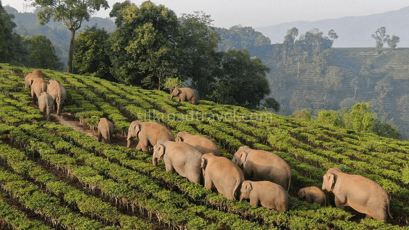 Wild Elephant Valley.png Wild Elephant Valley.png