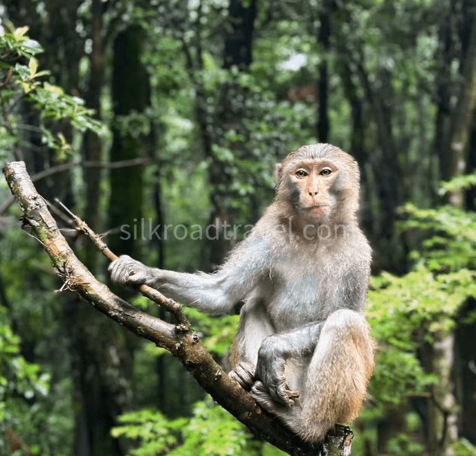 6a5df8be0c30d.png zhangjiajie national frest park.png