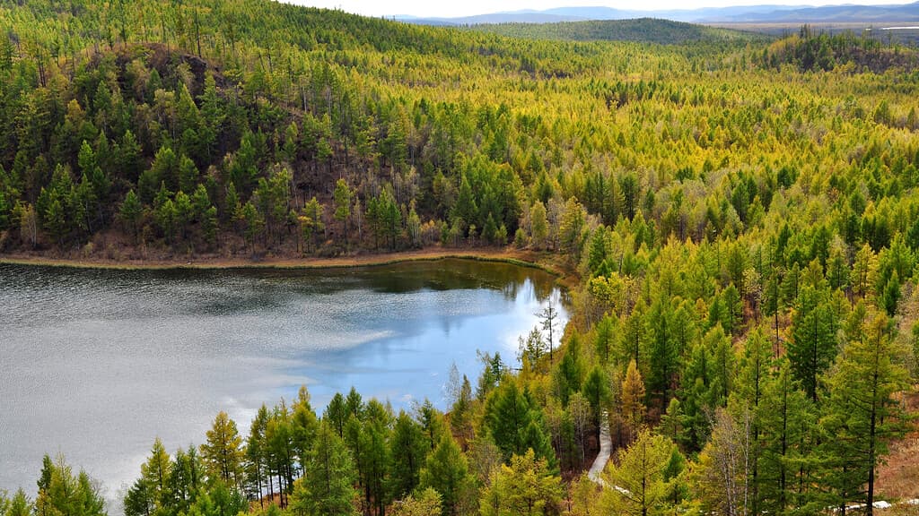 forests.jpg forests.jpg