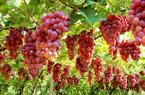 Grape Valley 5.jpg Grape Valley 5.jpg