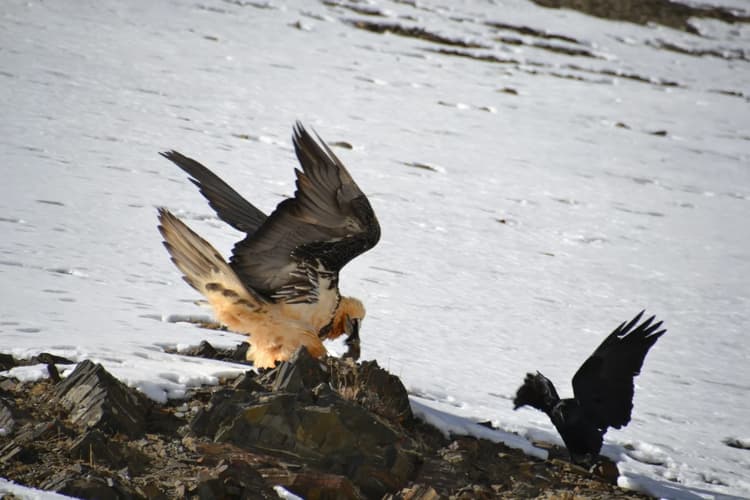 flying eagles flying eagles