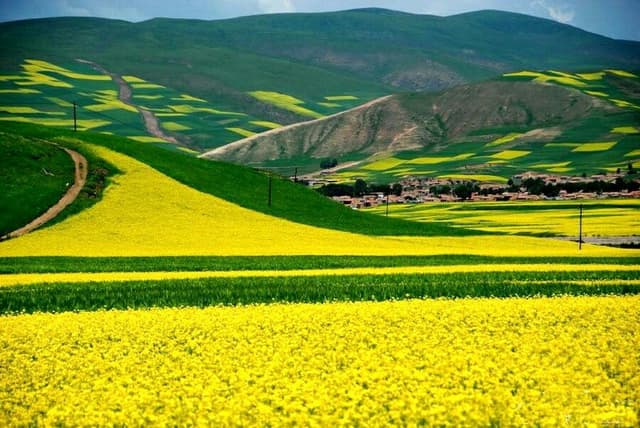 Menyuan Rape Flower Menyuan Rape Flower