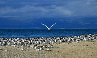 Bird Island Scenic Area Bird Island Scenic Area