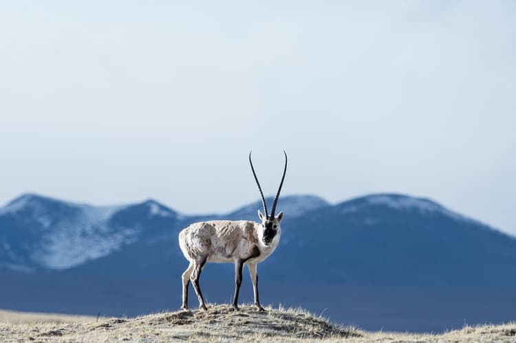 Tibetan antelope Tibetan antelope