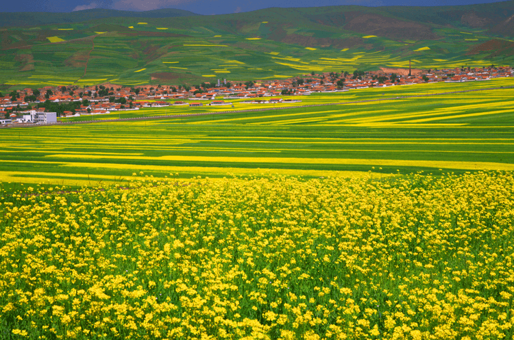 Menyuan Rape Flower Menyuan Rape Flower