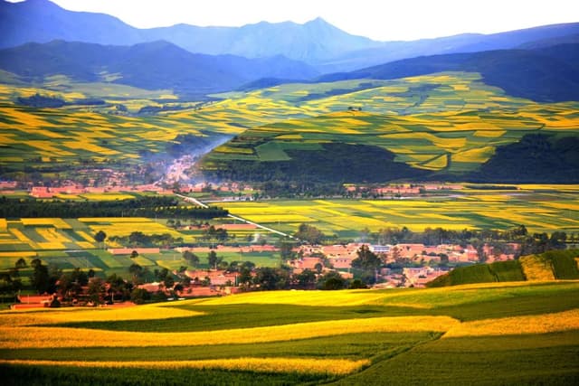 Menyuan Rape Flower Menyuan Rape Flower