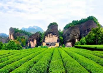 Dahongpao Scenic Area Dahongpao Scenic Area