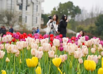 Tulip Tulip