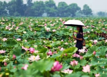 Lotus Lotus