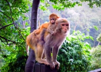Macaque Garden Macaque Garden