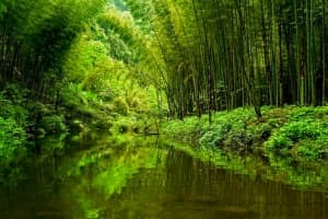 Chishui Bamboo Sea National Forest Park Chishui Bamboo Sea National Forest Park