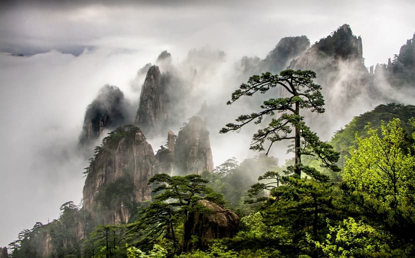Huangshan Pine Trees Huangshan Pine Trees