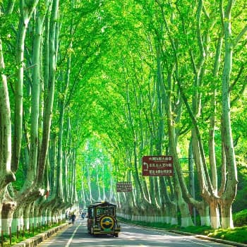 The Wutong Boulevard in Summer The Wutong Boulevard in Summer