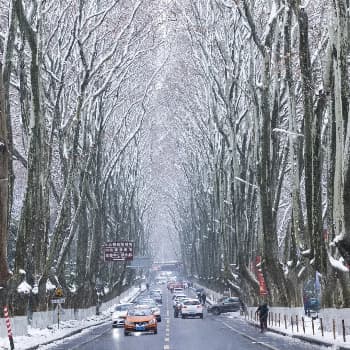 The Wutong Boulevard in Winter The Wutong Boulevard in Winter