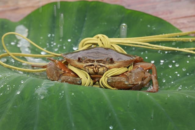 Blue crab Nansha.jpg Blue crab Nansha.jpg