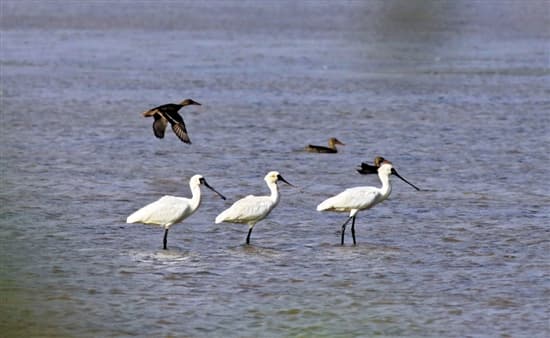 Nansha Wetland.jpg Nansha Wetland.jpg