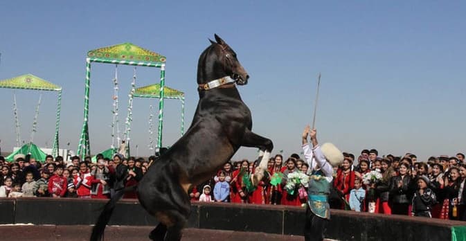 Akhalteke horses .jpg Akhalteke horses .jpg