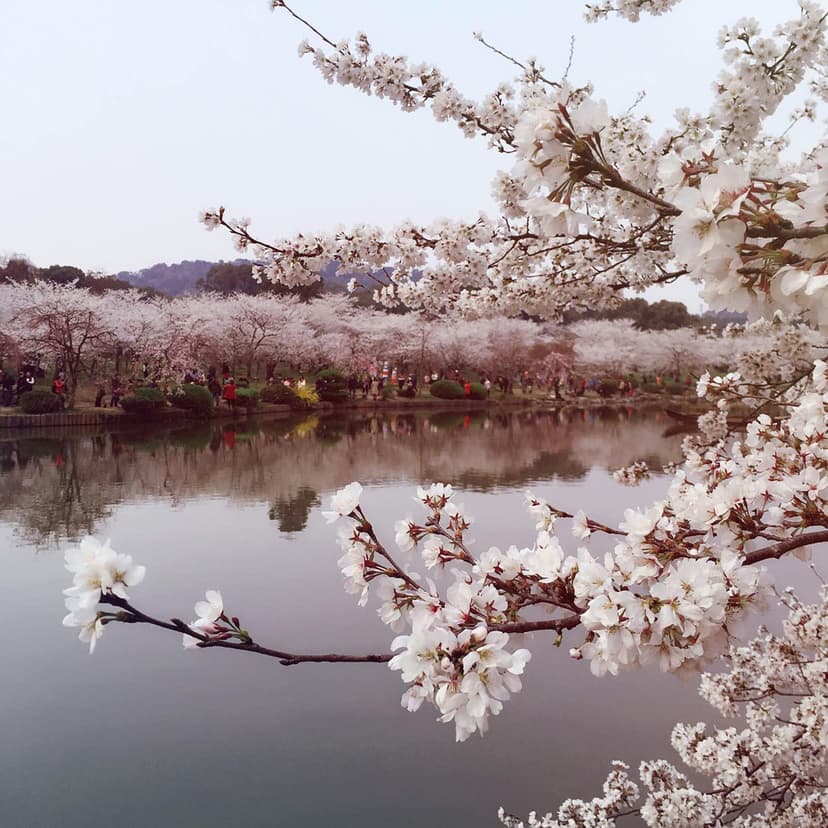 Wuhan Cherry Blossom.jpg Wuhan Cherry Blossom.jpg