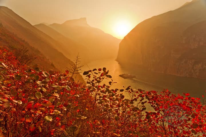 Red leaves.jpg Red leaves.jpg