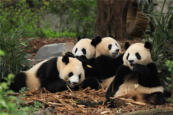 Panda 2.jpg Panda 2.jpg