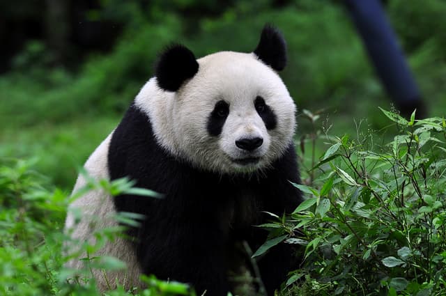 Panda.jpg Panda.jpg
