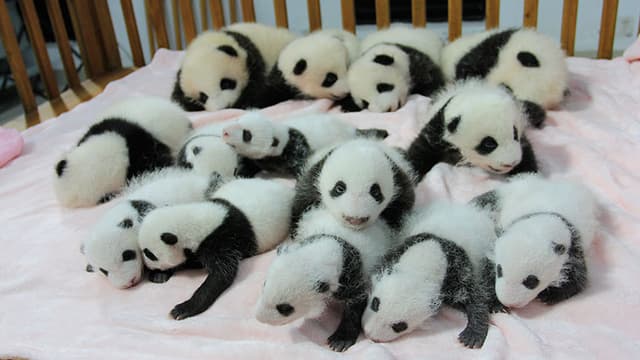 Panda 4.jpg Panda 4.jpg