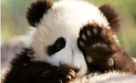 Panda 7.jpg Panda 7.jpg
