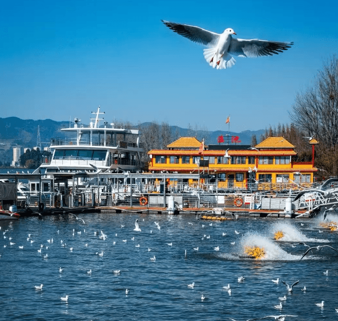 Yunnan-dianchi-seagulls-2.png Yunnan-dianchi-seagulls-2.png