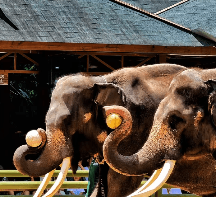 yunnan-wild-elephant-vally-1.png yunnan-wild-elephant-vally-1.png