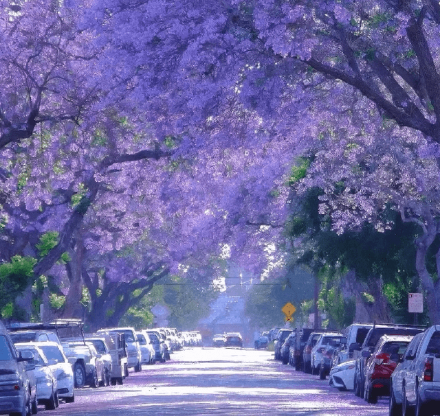 the-spring-of-yunnan.png the-spring-of-yunnan.png