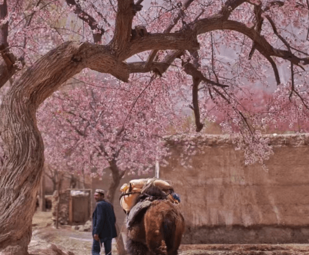 xinjiangtravel-apricot-blossom-1.png xinjiangtravel-apricot-blossom-1.png
