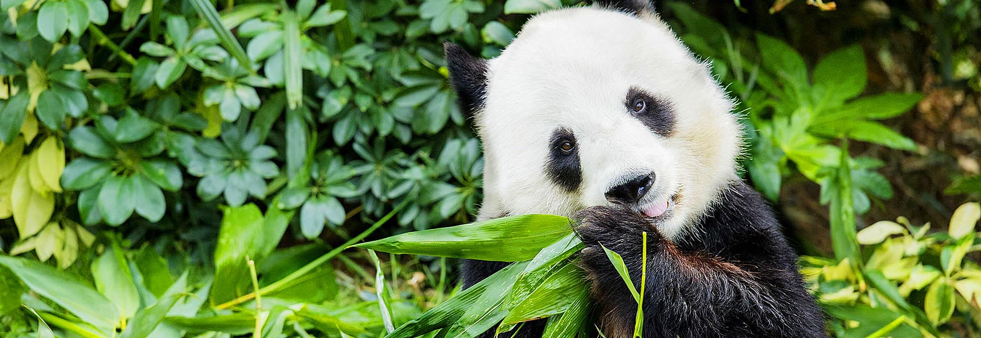 Chengdu Tours | Giant Panda, Sichuan Food & Cultural Experiences