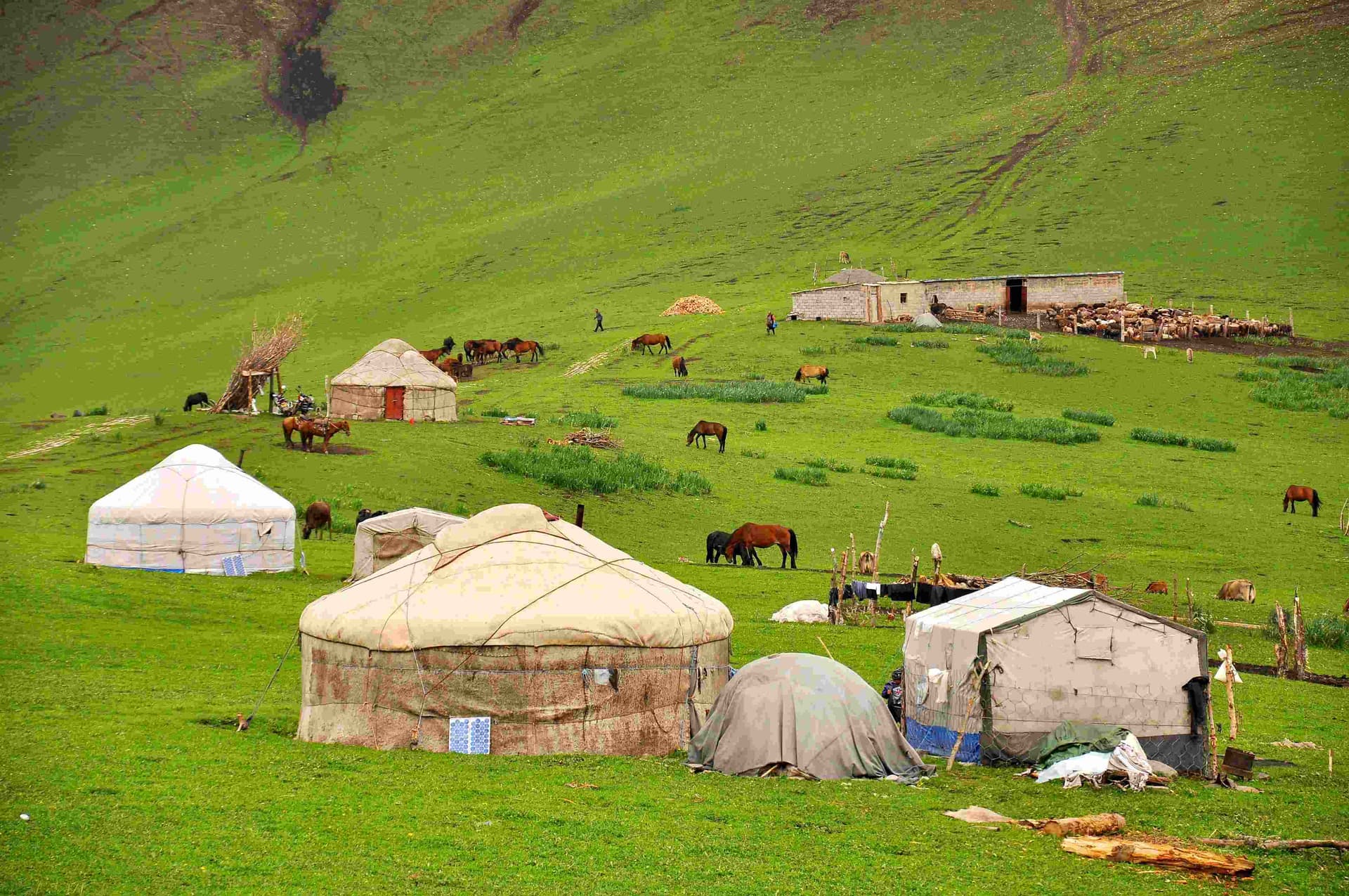 nalaty-grassland-1 nalaty-grassland-1