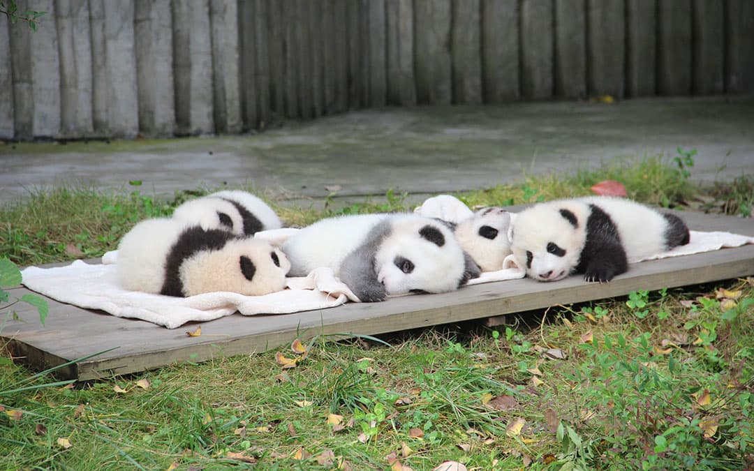 giant-panda-breeding-research-base giant-panda-breeding-research-base