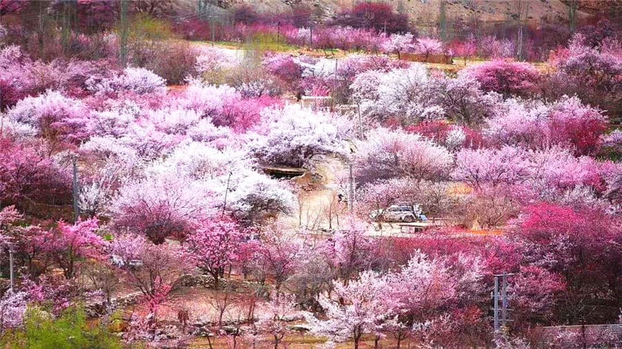 apricot-1 apricot-1