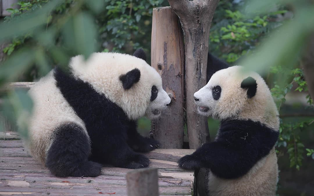 giant-panda-breeding-research-base giant-panda-breeding-research-base