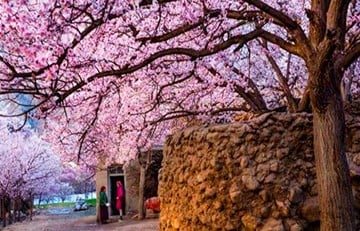 11-days-south-xinjiang-tour-in-apricot-season 11-days-south-xinjiang-tour-in-apricot-season