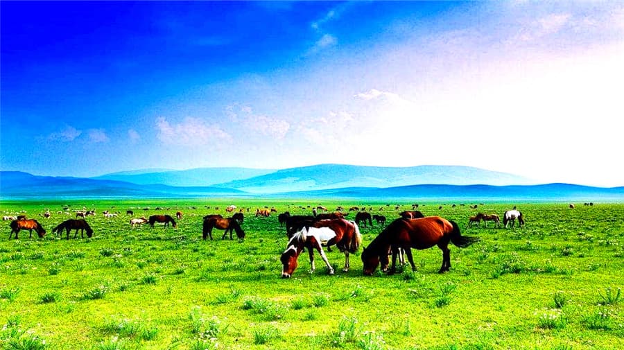 shelamuren-grassland-02 shelamuren-grassland-02
